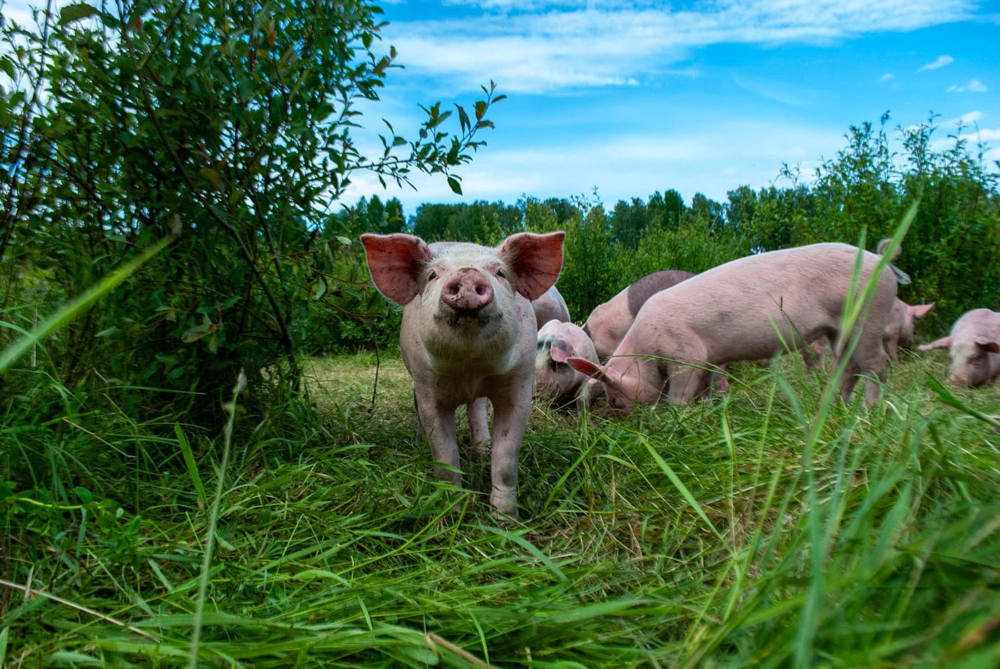 Frigående grisar ute på bete på Hemsön, Höga Kusten